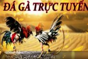 Tìm hiểu hình thức đá gà trực tuyến